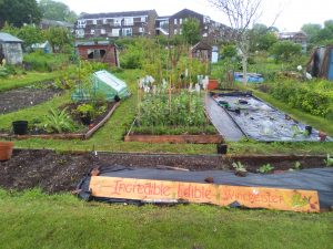 Sustainable Living Event at Incredible Edible Winchester Community Allotment